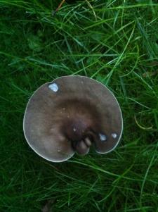 mushroom, cambridge