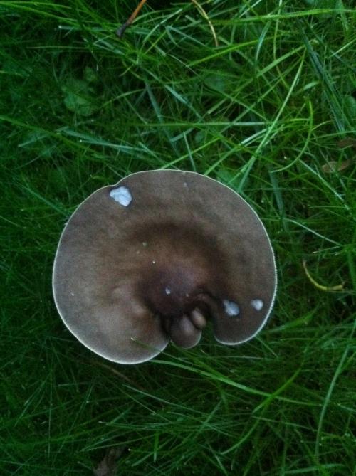 mushroom, cambridge


File Size (KB): 1906.47 KB
Last Modified: November 28 2020 17:18:46
