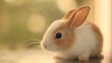 rabbit animal, cute, wallpaper