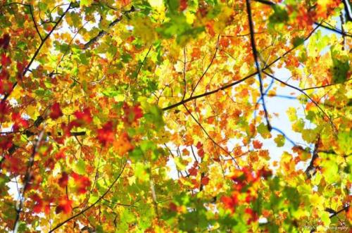 Wonder fall, lots of colorful leafs
fall.jpg

File Size (KB): 585.14 KB
Last Modified: November 28 2020 17:17:41
