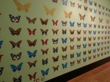 Butterflies in Sheffield Museum