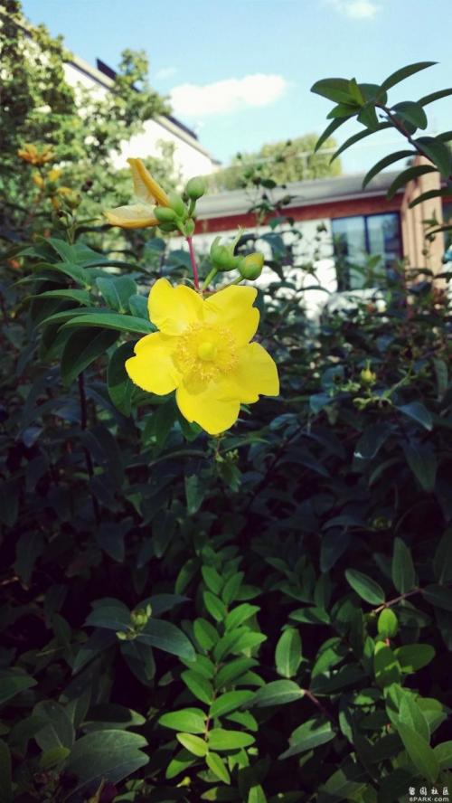 Yellow Flower and Green Leaves
yellow-flower-green-leaves.jpg [Plants and Flowers]

File Size (KB): 395.67 KB
Last Modified: November 28 2020 17:15:24
